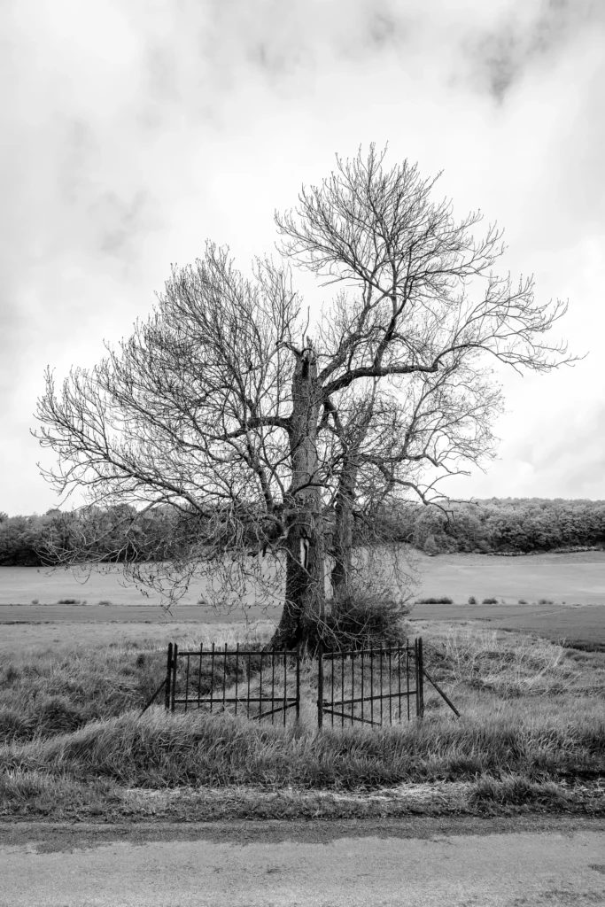 photographie d'art pays d'othe détail arbre tirages originaux série en othe