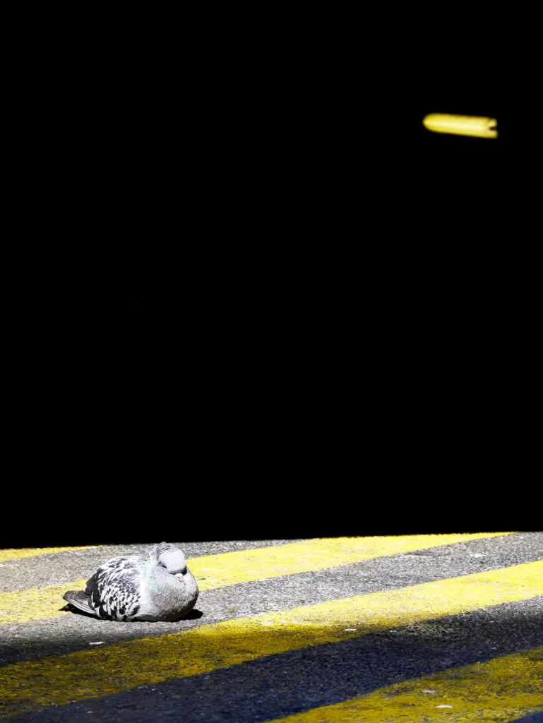 détail pigeon entrée de parking souterrain Strasbourg fragments rue des boeufs photographie prise par Cyril Bécard